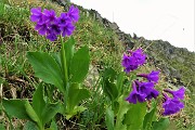 51 Primula vischiosa (Primula latifolia )
